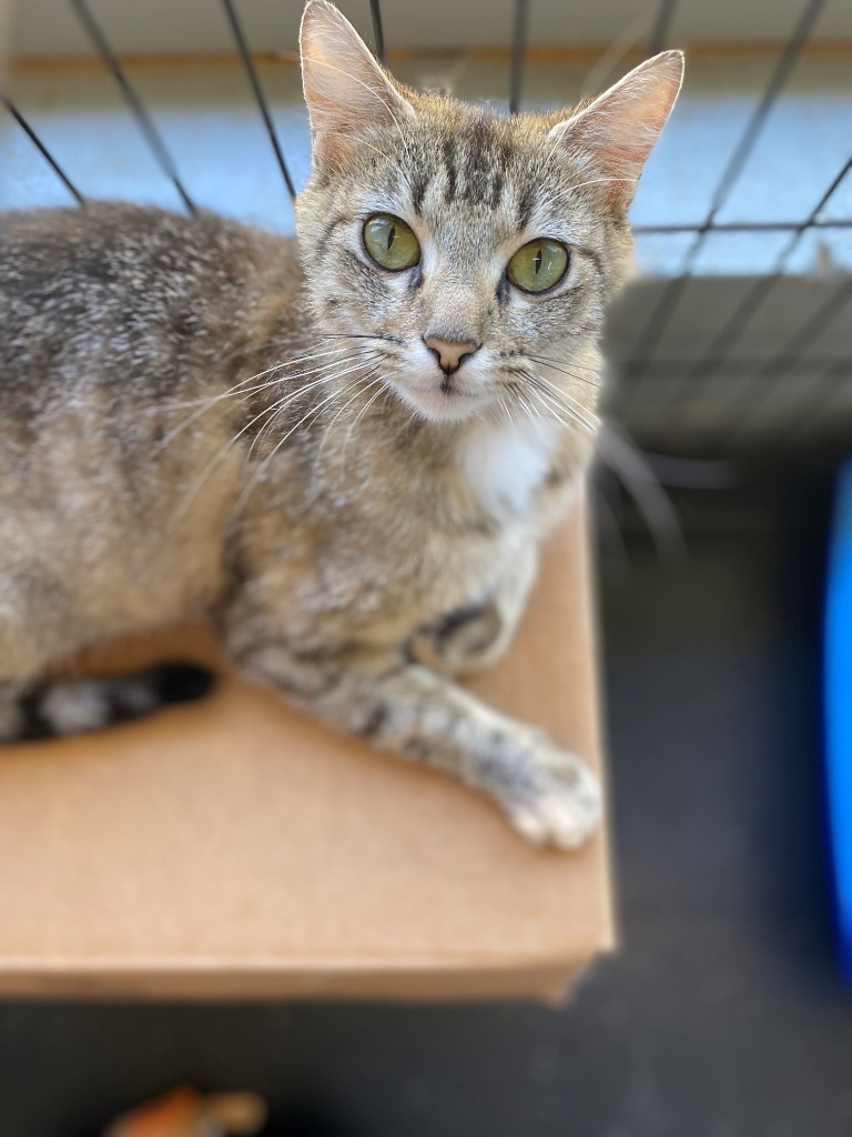 Sarabi, an adoptable Domestic Short Hair in Newberg, OR, 97132 | Photo Image 2