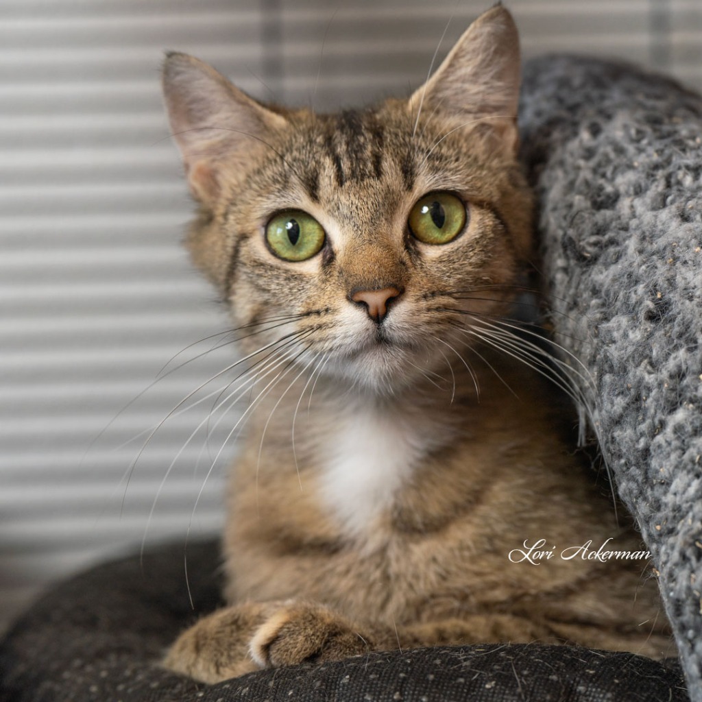 Sarabi, an adoptable Domestic Short Hair in Newberg, OR, 97132 | Photo Image 3