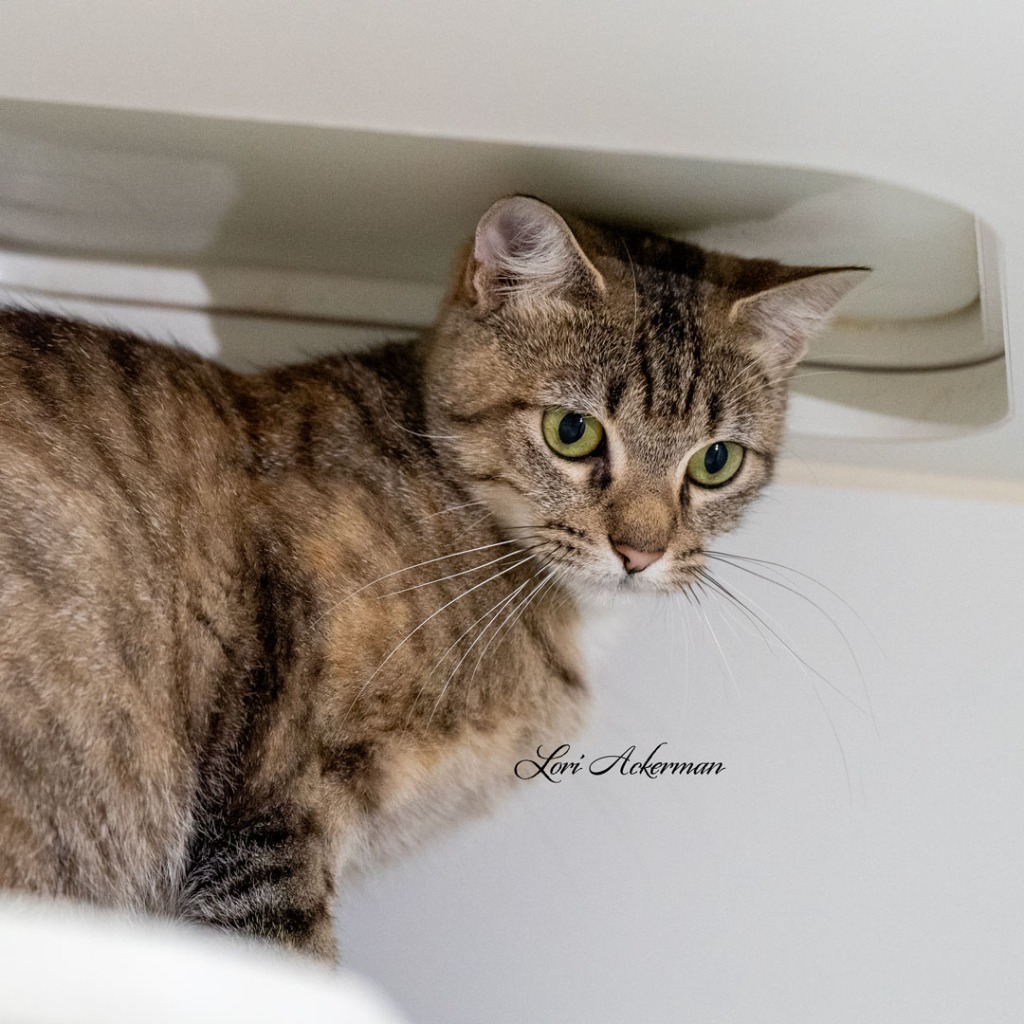 Sarabi, an adoptable Domestic Short Hair in Newberg, OR, 97132 | Photo Image 4