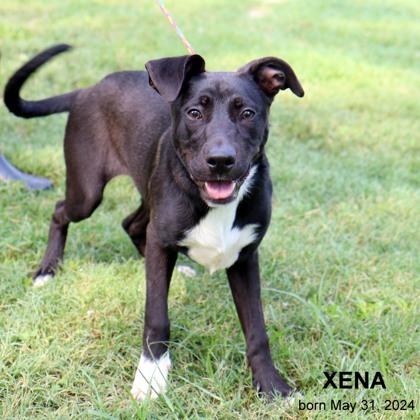 Xena