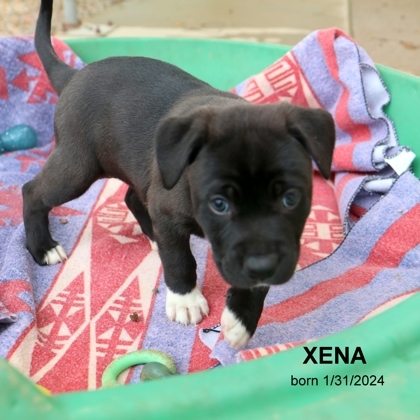 Xena