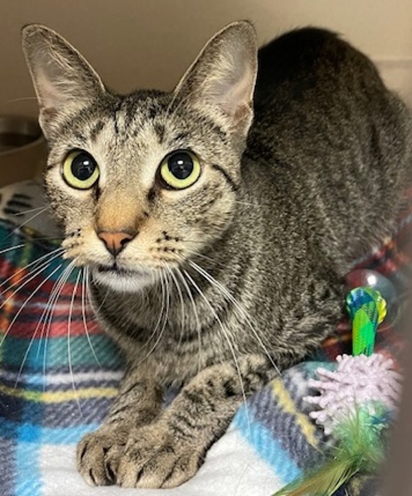 Sierra, an adoptable Domestic Short Hair in Littleton, CO, 80120 | Photo Image 1