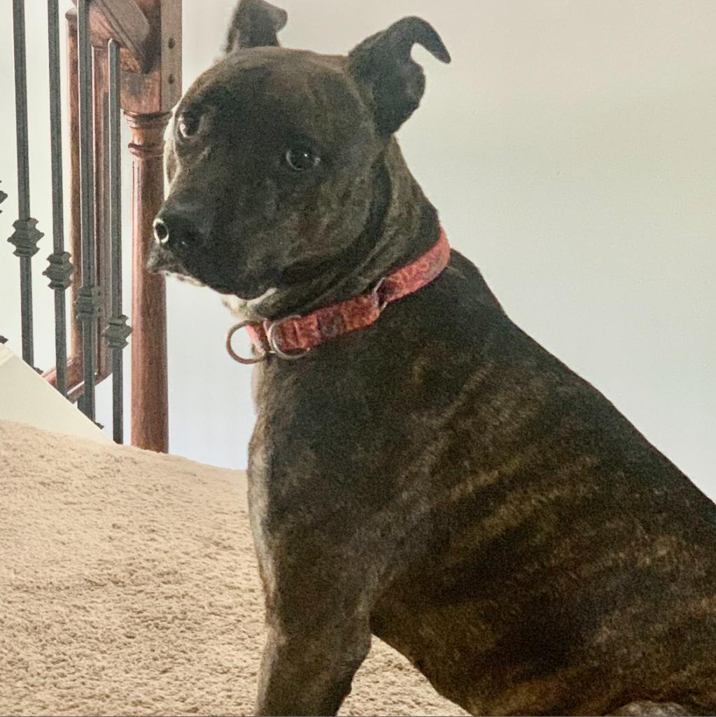Kobe, an adoptable Pit Bull Terrier in Shawnee, KS, 66214 | Photo Image 2