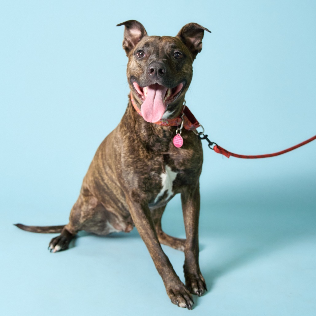 Kobe, an adoptable Pit Bull Terrier in Shawnee, KS, 66214 | Photo Image 2