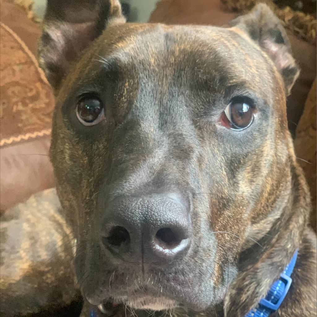 Kobe, an adoptable Pit Bull Terrier in Shawnee, KS, 66214 | Photo Image 3