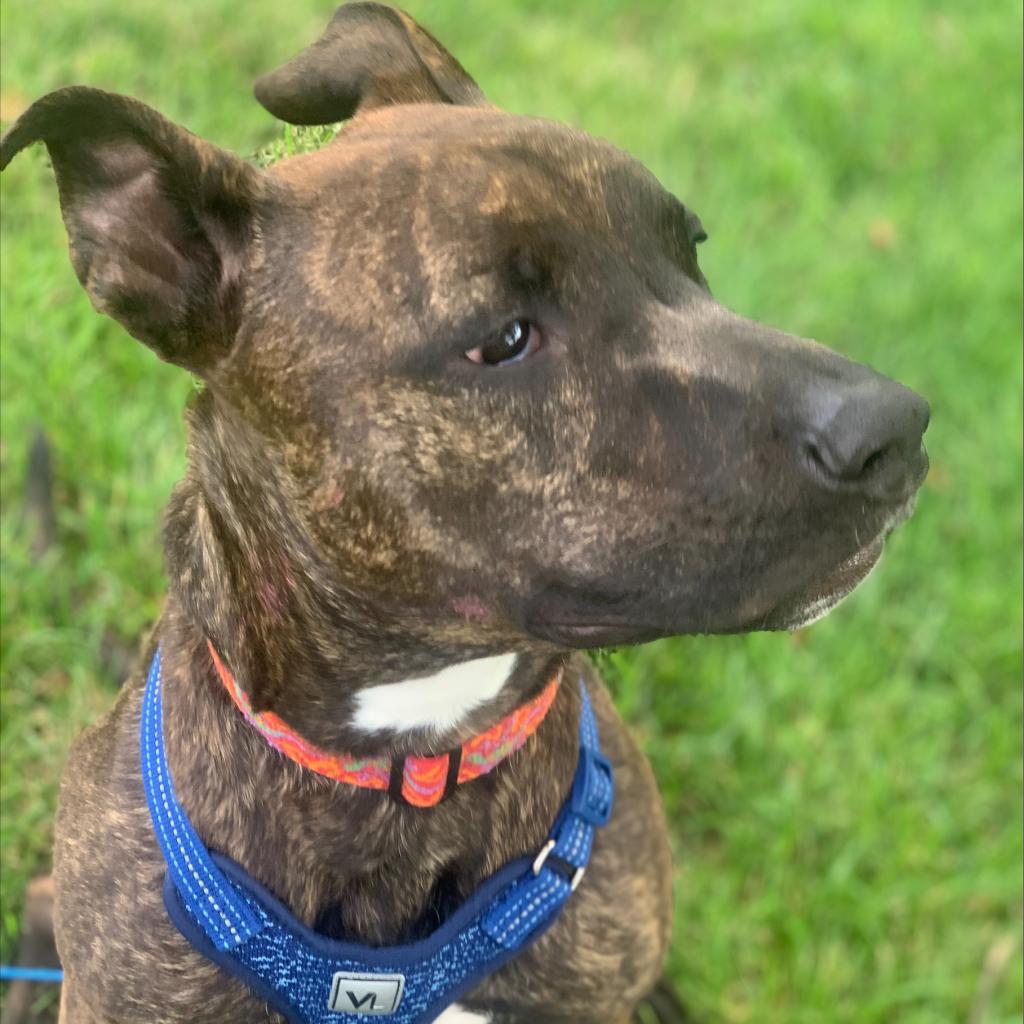 Kobe, an adoptable Pit Bull Terrier in Shawnee, KS, 66214 | Photo Image 4