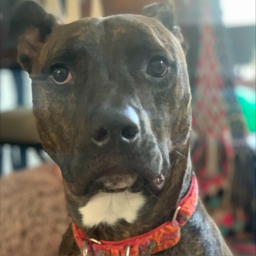 Kobe, an adoptable Pit Bull Terrier in Shawnee, KS, 66214 | Photo Image 5