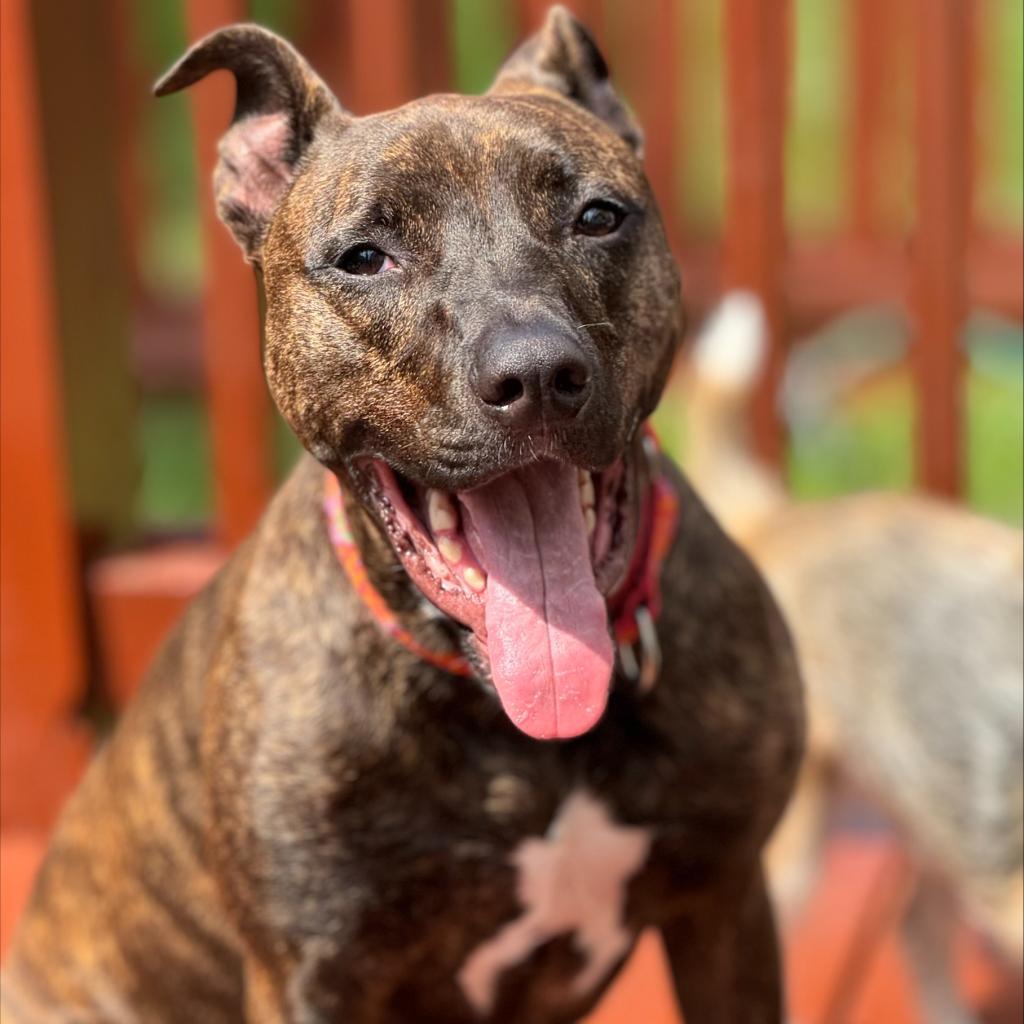 Kobe, an adoptable Pit Bull Terrier in Shawnee, KS, 66214 | Photo Image 6