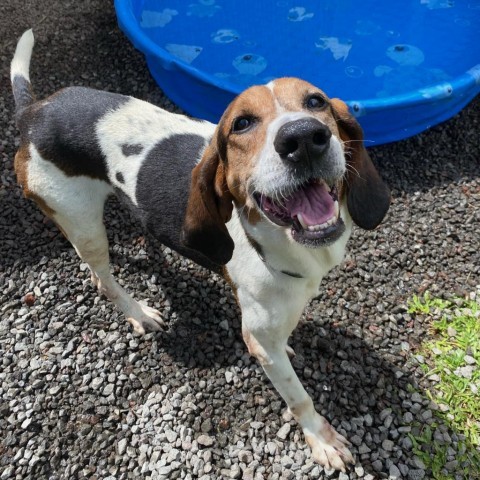 Lapa, an adoptable Treeing Walker Coonhound in Keaau, HI, 96749 | Photo Image 1