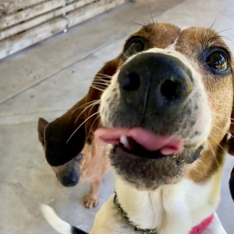 Lapa, an adoptable Treeing Walker Coonhound in Keaau, HI, 96749 | Photo Image 2