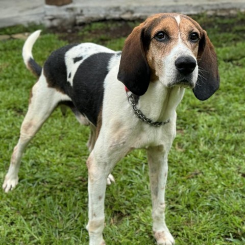 Lapa, an adoptable Treeing Walker Coonhound in Keaau, HI, 96749 | Photo Image 3