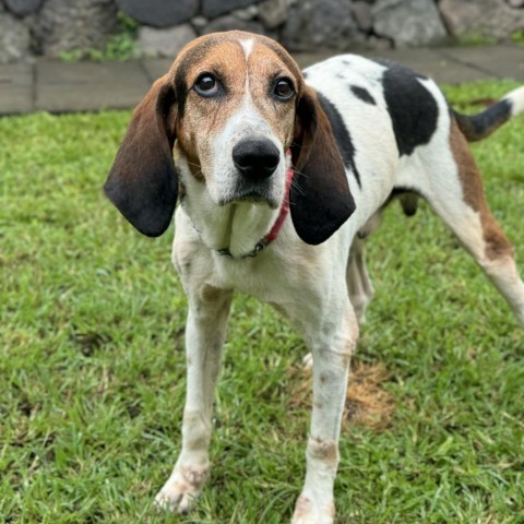 Lapa, an adoptable Treeing Walker Coonhound in Keaau, HI, 96749 | Photo Image 4