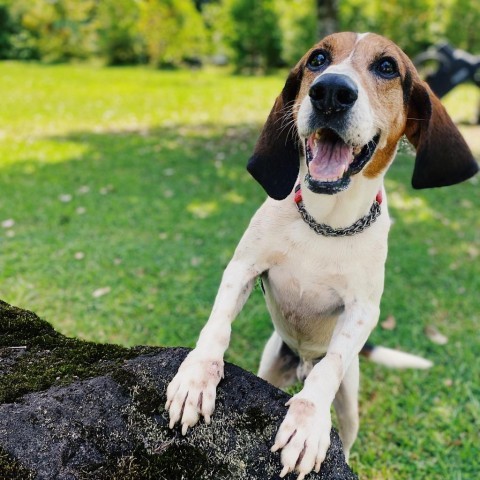 Lapa, an adoptable Treeing Walker Coonhound in Keaau, HI, 96749 | Photo Image 5