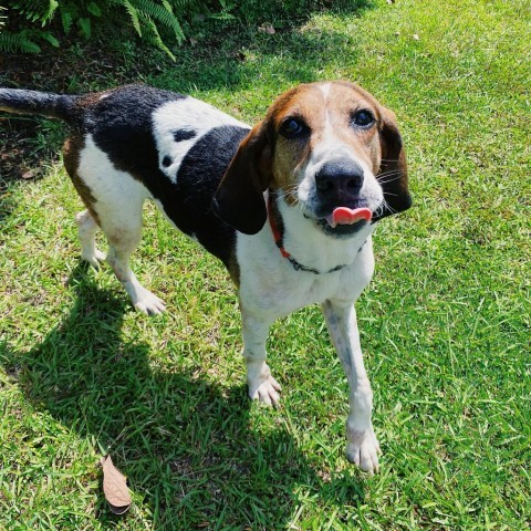 Lapa, an adoptable Treeing Walker Coonhound in Keaau, HI, 96749 | Photo Image 6