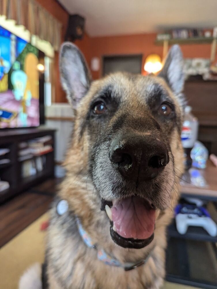 Jax (Max), an adoptable German Shepherd Dog in Suamico, WI, 54173 | Photo Image 1