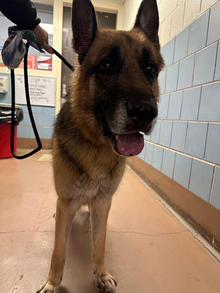 Jax (Max), an adoptable German Shepherd Dog in Suamico, WI, 54173 | Photo Image 2