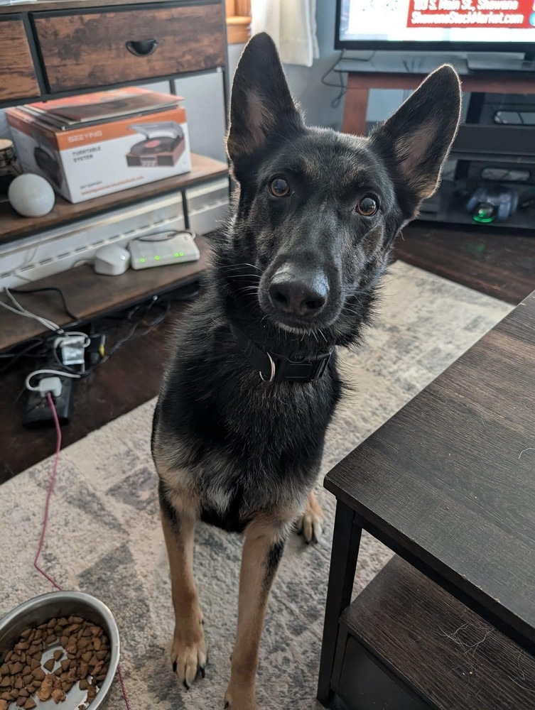 Remington, an adoptable German Shepherd Dog in Suamico, WI, 54173 | Photo Image 1