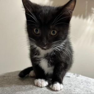 Chandler - $25 Adoption Fee!