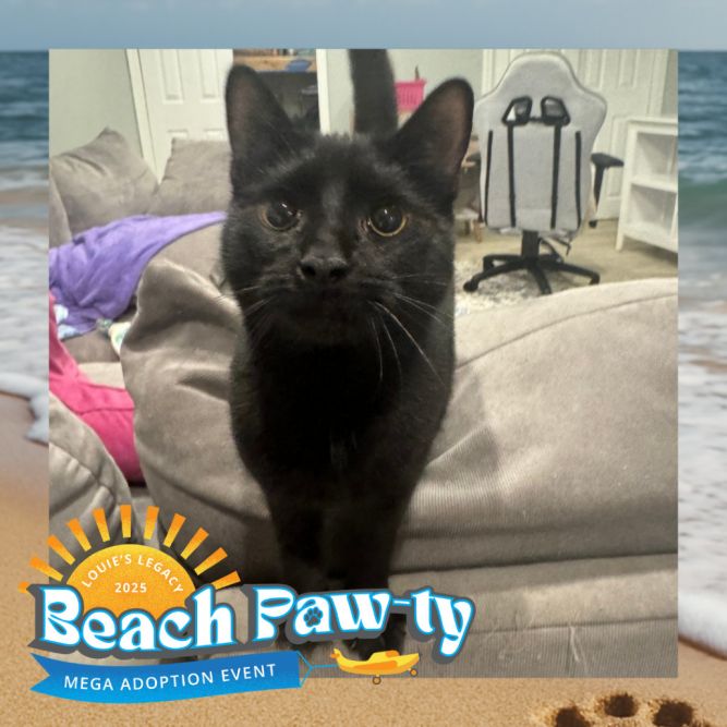 Gunther - $25 Sponsored Adoption Fee!
