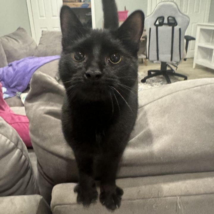Gunther - $25 Sponsored Adoption Fee! 2