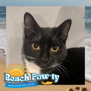 Joey - $25 Bissell Sponsored Adoption Fee!