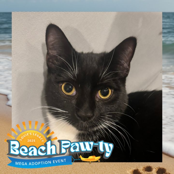 Joey - $25 Bissell Sponsored Adoption Fee! 1
