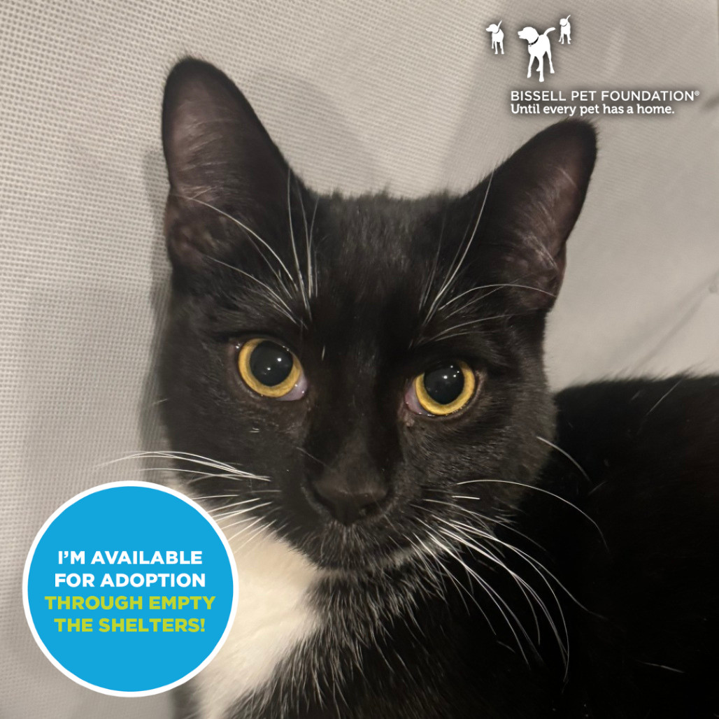Joey - $25 Sponsored Adoption Fee!