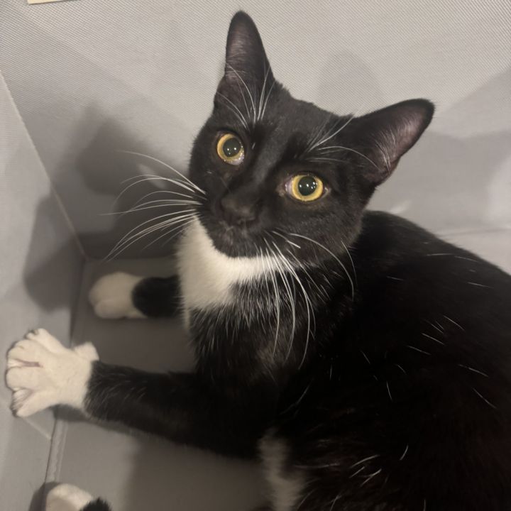 Joey - $25 Bissell Sponsored Adoption Fee! 2
