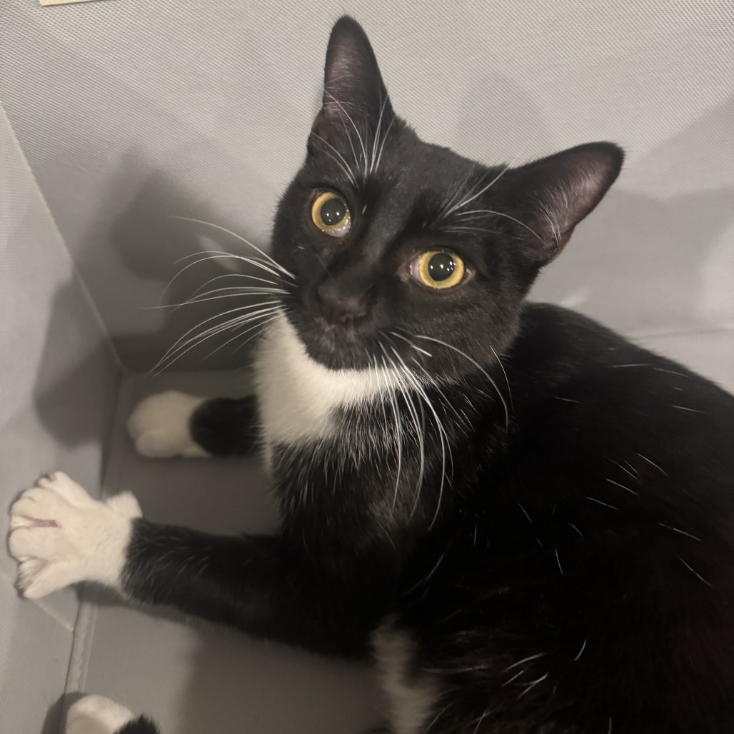 Joey - $25 Sponsored Adoption Fee!