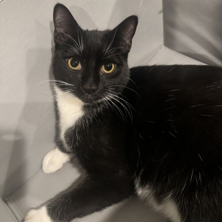 Joey - $25 Bissell Sponsored Adoption Fee! 3