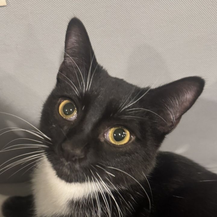 Joey - $25 Bissell Sponsored Adoption Fee! 4