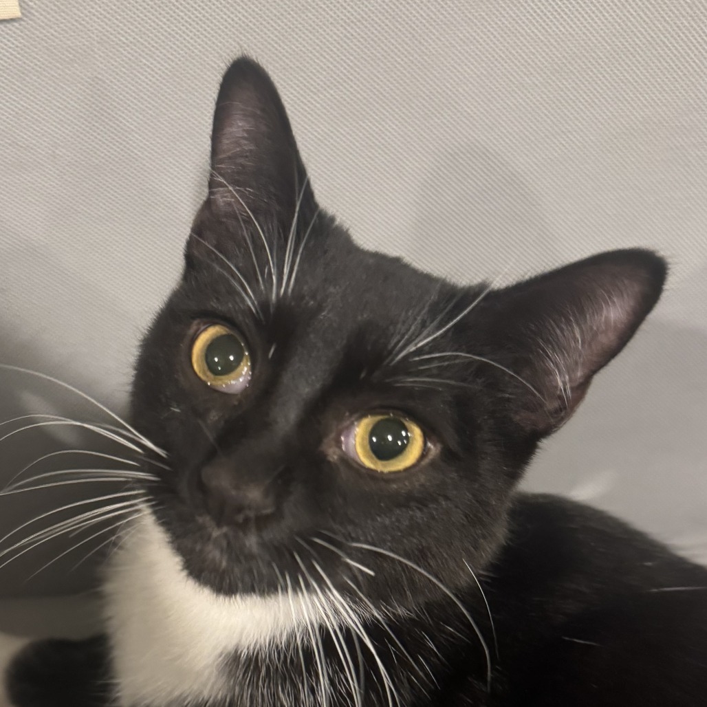 Joey - $25 Sponsored Adoption Fee!