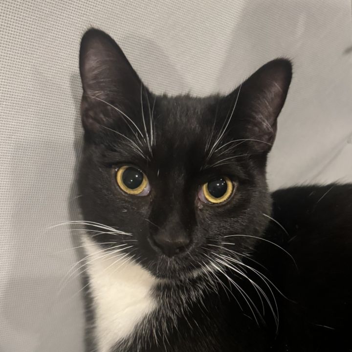 Joey - $25 Bissell Sponsored Adoption Fee! 5