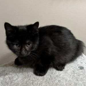 Ross - $25 Adoption Fee!