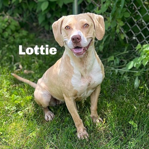 Lottie 240373, an adoptable Mixed Breed in Escanaba, MI, 49829 | Photo Image 1