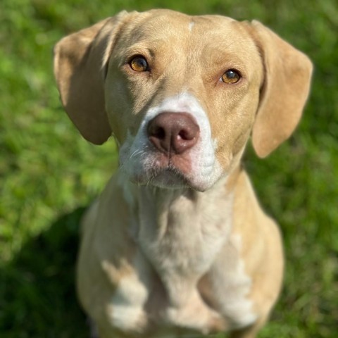 Lottie 240373, an adoptable Mixed Breed in Escanaba, MI, 49829 | Photo Image 2