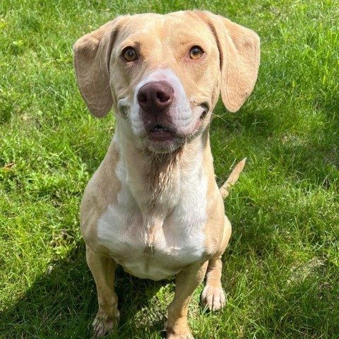 Lottie 240373, an adoptable Mixed Breed in Escanaba, MI, 49829 | Photo Image 2