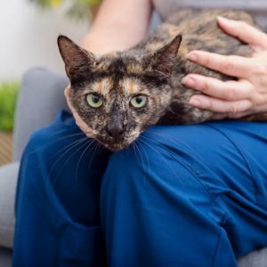 And the award for Most Amazing Catbrows goes to Quack This gorgeous lap cat has the coolest blonde