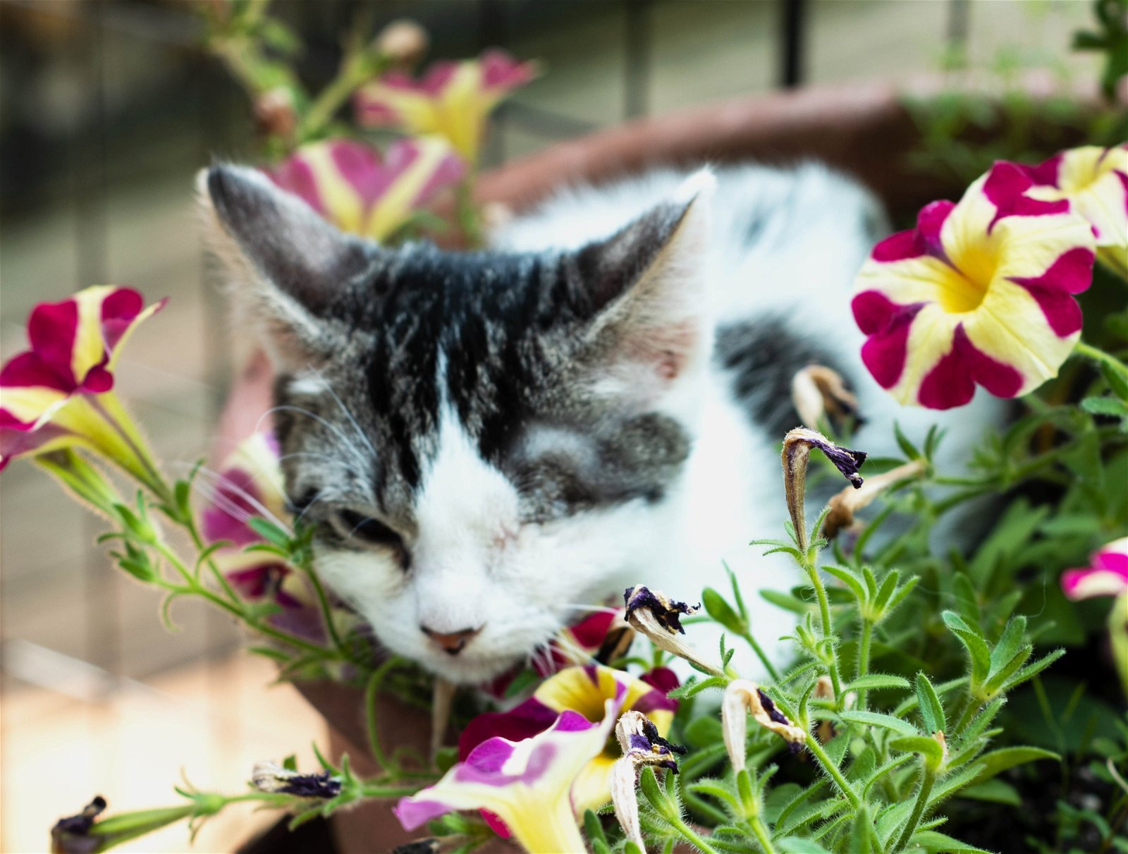 Crystal, an adoptable Domestic Short Hair in Holly Springs, MS, 38635 | Photo Image 1