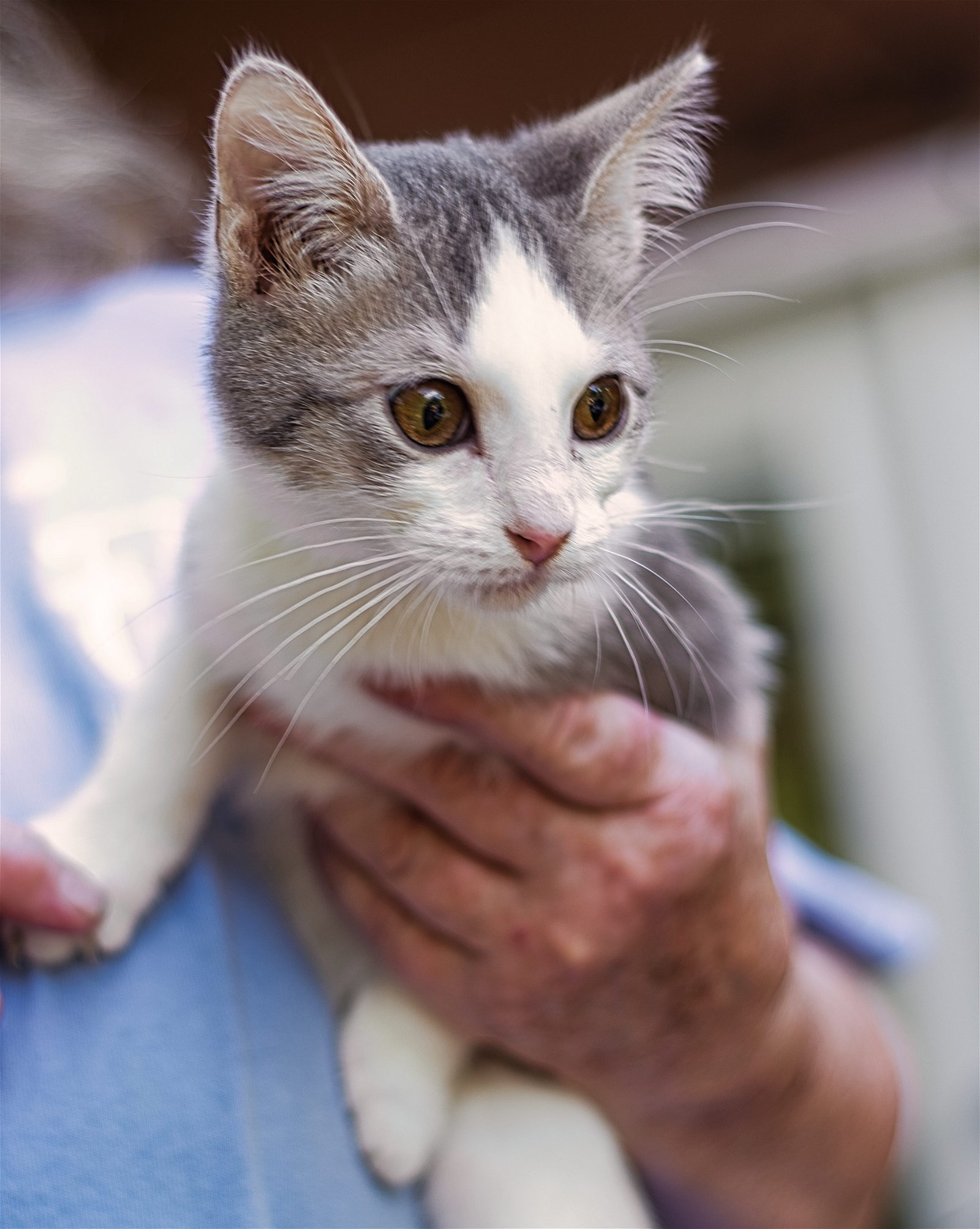 Sully, an adoptable Domestic Short Hair in Holly Springs, MS, 38635 | Photo Image 1