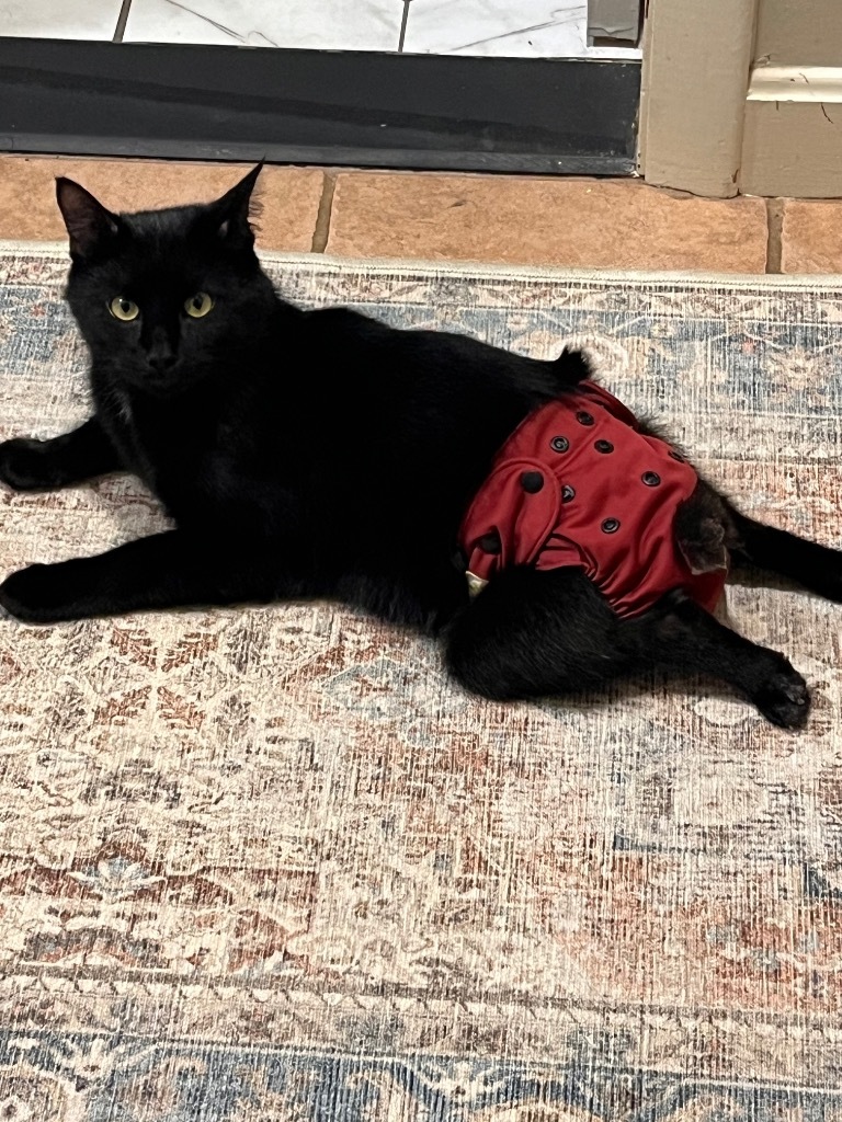Francis, an adoptable Domestic Medium Hair in Pawtucket, RI, 02860 | Photo Image 1
