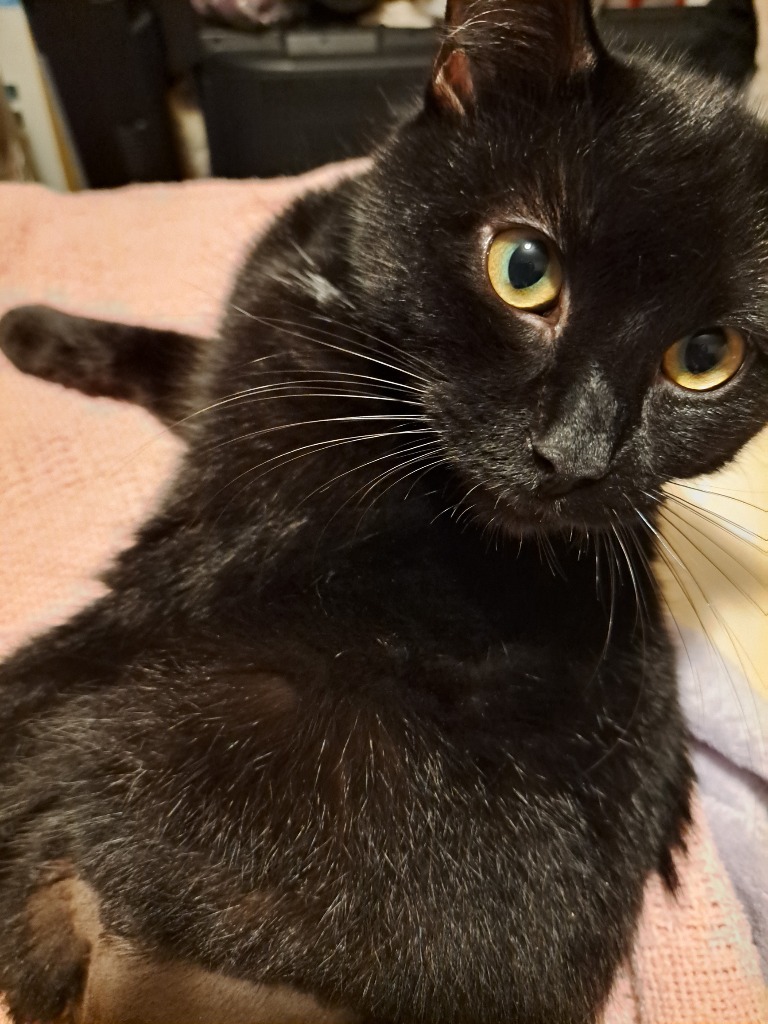 Francis, an adoptable Domestic Medium Hair in Pawtucket, RI, 02860 | Photo Image 2