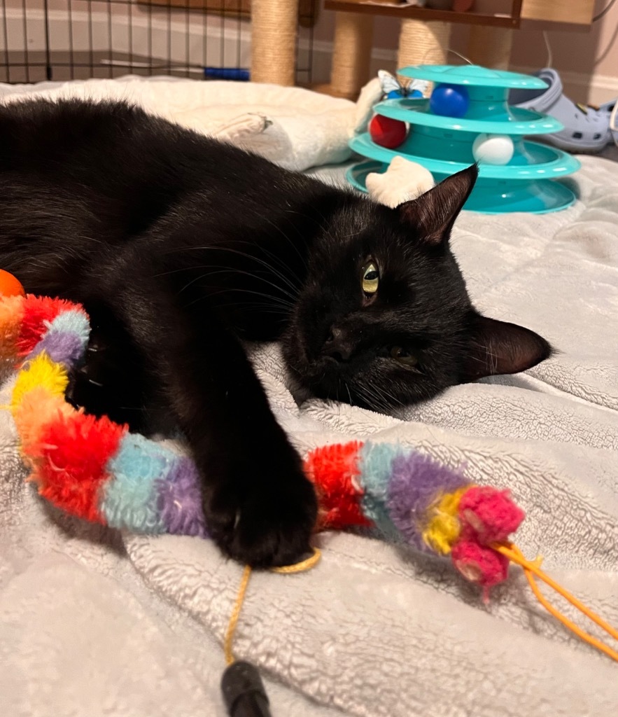 Francis, an adoptable Domestic Medium Hair in Pawtucket, RI, 02860 | Photo Image 3