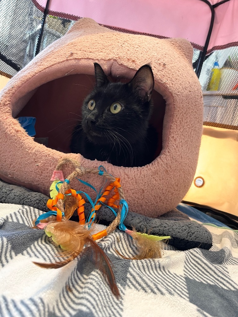 Francis, an adoptable Domestic Medium Hair in Pawtucket, RI, 02860 | Photo Image 4