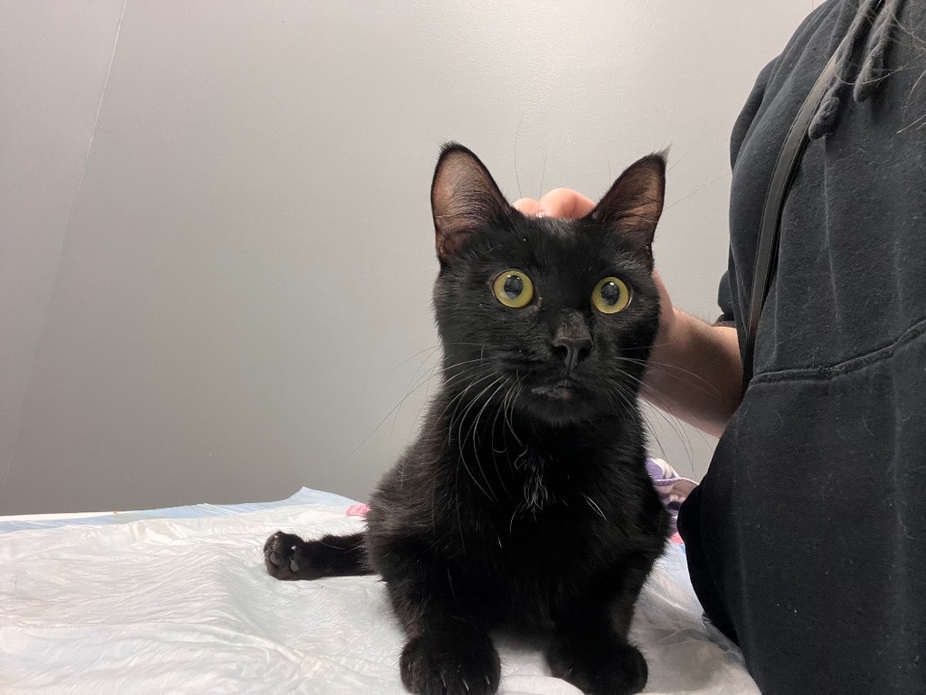 Francis, an adoptable Domestic Medium Hair in Pawtucket, RI, 02860 | Photo Image 5