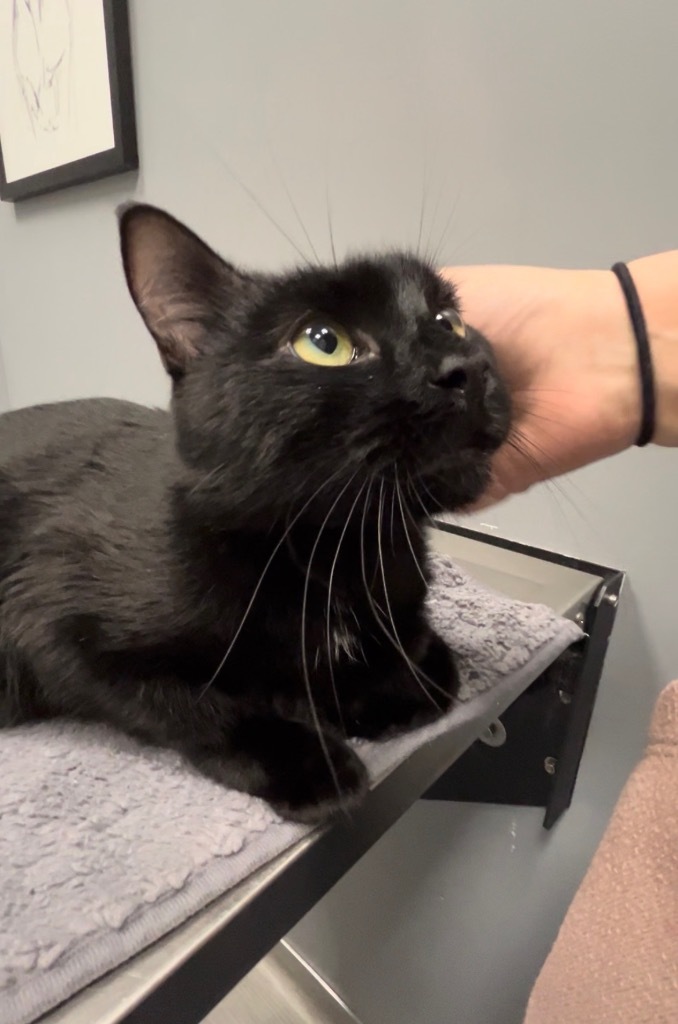 Francis, an adoptable Domestic Medium Hair in Pawtucket, RI, 02860 | Photo Image 6