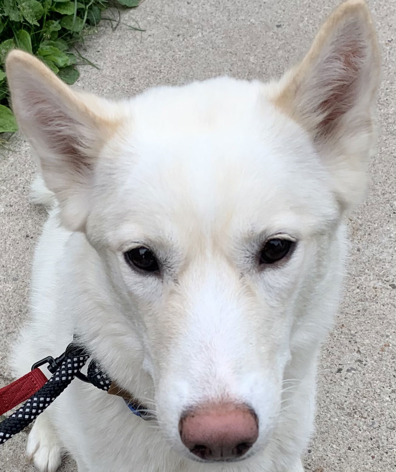 DREAM, an adoptable Husky, Samoyed in Minesing, ON, L9X 0C2 | Photo Image 1