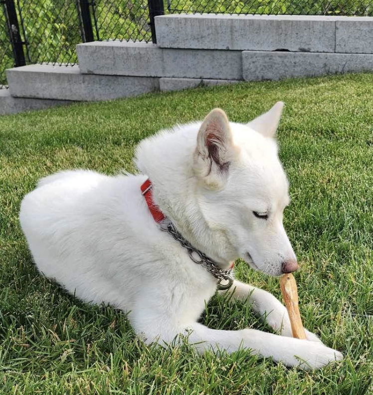 DREAM, an adoptable Husky, Samoyed in Minesing, ON, L9X 0C2 | Photo Image 2