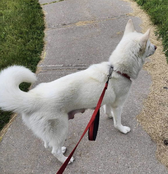 DREAM, an adoptable Husky, Samoyed in Minesing, ON, L9X 0C2 | Photo Image 3