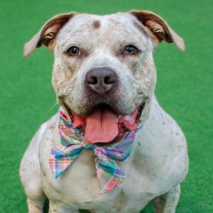 Hi everybody My name is Snow White and Im a spayed 2-year-old Staffordshire Terrier mix that cu